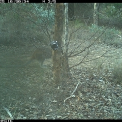 Notamacropus rufogriseus (Red-necked Wallaby) at Crowther, NSW - 25 May 2025 by Frecko