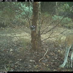 Notamacropus rufogriseus (Red-necked Wallaby) at Crowther, NSW - 27 May 2025 by Frecko