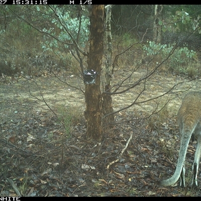 Notamacropus rufogriseus (Red-necked Wallaby) at Crowther, NSW - 27 May 2025 by Frecko