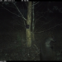 Wallabia bicolor (Swamp Wallaby) at Crowther, NSW - 14 May 2025 by Frecko