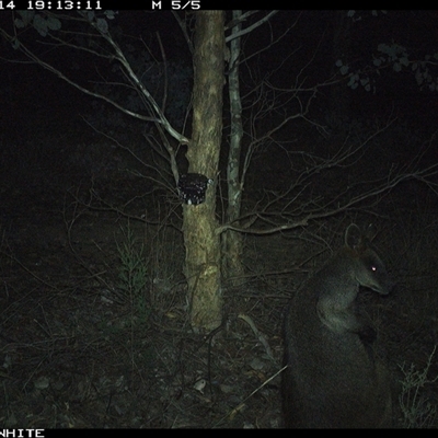 Wallabia bicolor (Swamp Wallaby) at Crowther, NSW - 14 May 2025 by Frecko
