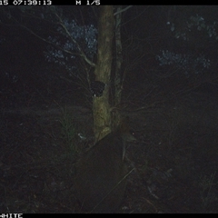 Wallabia bicolor (Swamp Wallaby) at Crowther, NSW - 15 May 2025 by Frecko