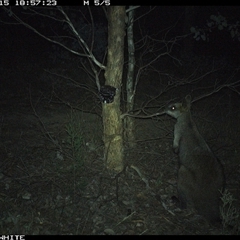 Wallabia bicolor (Swamp Wallaby) at Crowther, NSW - 15 May 2025 by Frecko