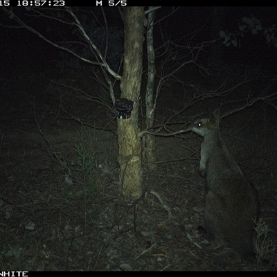 Wallabia bicolor (Swamp Wallaby) at Crowther, NSW - 15 May 2025 by Frecko