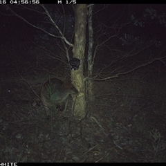 Wallabia bicolor (Swamp Wallaby) at Crowther, NSW - 16 May 2025 by Frecko