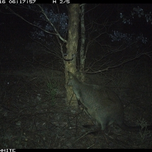 Wallabia bicolor (Swamp Wallaby) at Crowther, NSW - 16 May 2025 by Frecko