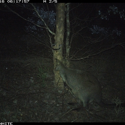 Wallabia bicolor (Swamp Wallaby) at Crowther, NSW - 16 May 2025 by Frecko