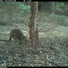 Wallabia bicolor (Swamp Wallaby) at Crowther, NSW - 16 May 2025 by Frecko