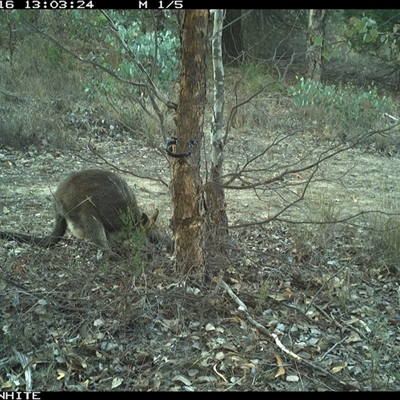 Wallabia bicolor (Swamp Wallaby) at Crowther, NSW - 16 May 2025 by Frecko