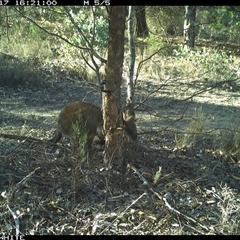 Wallabia bicolor (Swamp Wallaby) at Crowther, NSW - 17 May 2025 by Frecko
