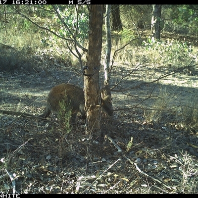 Wallabia bicolor (Swamp Wallaby) at Crowther, NSW - 17 May 2025 by Frecko
