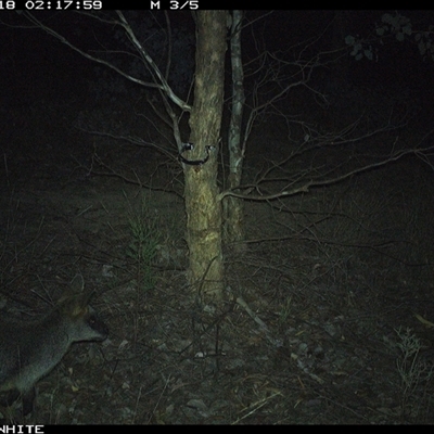 Wallabia bicolor (Swamp Wallaby) at Crowther, NSW - 18 May 2025 by Frecko