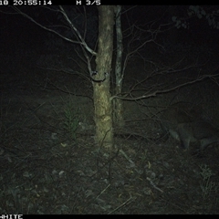 Wallabia bicolor (Swamp Wallaby) at Crowther, NSW - 18 May 2025 by Frecko