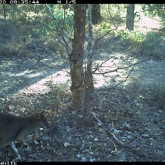 Wallabia bicolor (Swamp Wallaby) at Crowther, NSW - 20 May 2025 by Frecko