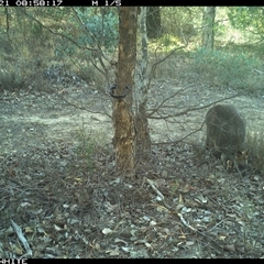 Wallabia bicolor (Swamp Wallaby) at Crowther, NSW - 21 May 2025 by Frecko