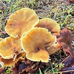 Cantharellus sp. by GlossyGal