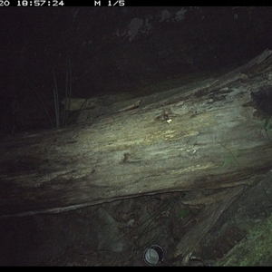 Antechinus flavipes at Bucketty, NSW - 20 Jun 2025 06:57 PM