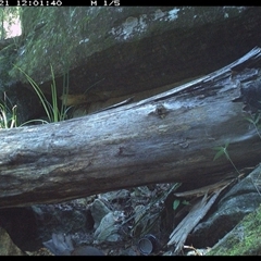Menura novaehollandiae (Superb Lyrebird) at Bucketty, NSW - 21 Jun 2025 by MartinPredavec