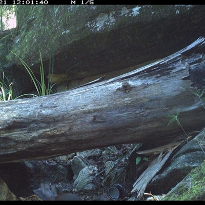 Menura novaehollandiae (Superb Lyrebird) at Bucketty, NSW - 21 Jun 2025 by MartinPredavec
