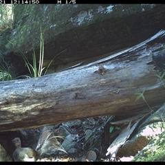 Menura novaehollandiae (Superb Lyrebird) at Bucketty, NSW - 21 Jun 2025 by MartinPredavec
