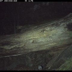Rattus fuscipes (Bush Rat) at Bucketty, NSW - 27 Jun 2025 by MartinPredavec