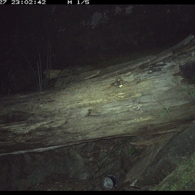 Rattus fuscipes (Bush Rat) at Bucketty, NSW - 27 Jun 2025 by MartinPredavec