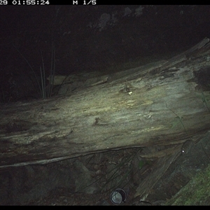 Rattus fuscipes (Bush Rat) at Bucketty, NSW - 29 Jun 2025 by MartinPredavec
