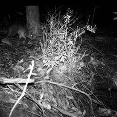 Perameles nasuta (Long-nosed Bandicoot) at Bucketty, NSW - 23 Jun 2025 by MartinPredavec