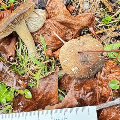 Inocybe 'serrata complex' by GlossyGal