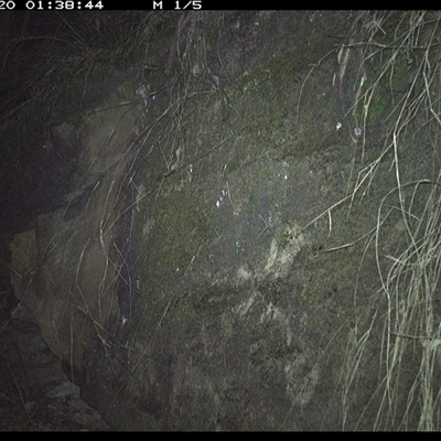 Rattus fuscipes (Bush Rat) at Bucketty, NSW - 20 Jun 2025 by MartinPredavec