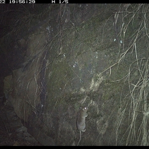 Rattus fuscipes (Bush Rat) at Bucketty, NSW - 22 Jun 2025 by MartinPredavec