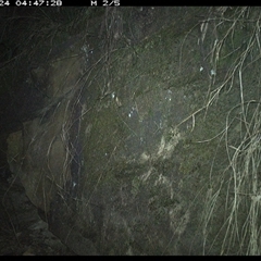 Rattus fuscipes (Bush Rat) at Bucketty, NSW - 24 Jun 2025 by MartinPredavec