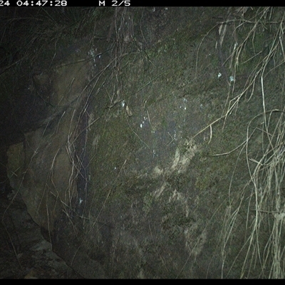 Rattus fuscipes (Bush Rat) at Bucketty, NSW - 24 Jun 2025 by MartinPredavec