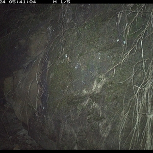 Antechinus flavipes (Yellow-footed Antechinus) at Bucketty, NSW - 24 Jun 2025 by MartinPredavec