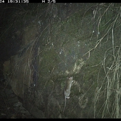 Rattus fuscipes (Bush Rat) at Bucketty, NSW - 24 Jun 2025 by MartinPredavec