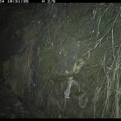 Rattus fuscipes (Bush Rat) at Bucketty, NSW - 24 Jun 2025 by MartinPredavec
