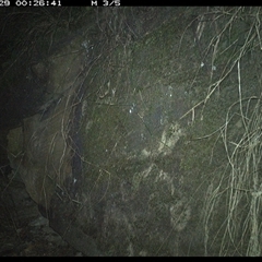 Phascolarctos cinereus (Koala) at Bucketty, NSW - 29 Jun 2025 by MartinPredavec