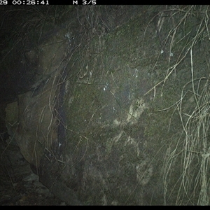 Phascolarctos cinereus (Koala) at Bucketty, NSW - 29 Jun 2025 by MartinPredavec