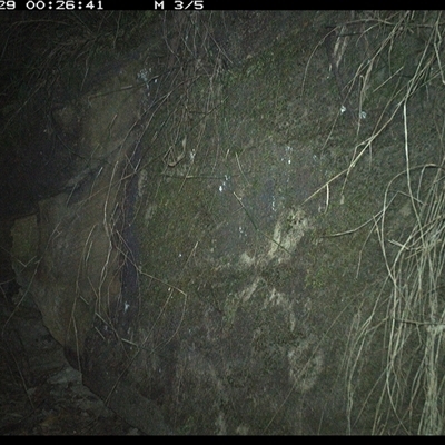 Phascolarctos cinereus (Koala) at Bucketty, NSW - 29 Jun 2025 by MartinPredavec