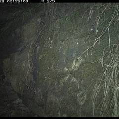 Antechinus flavipes (Yellow-footed Antechinus) at Bucketty, NSW - 29 Jun 2025 by MartinPredavec