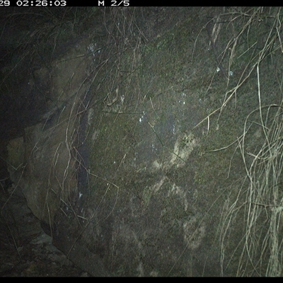 Antechinus flavipes (Yellow-footed Antechinus) at Bucketty, NSW - 29 Jun 2025 by MartinPredavec