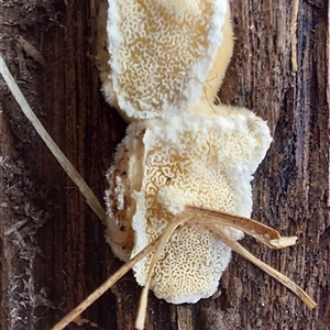zz flat polypore - white(ish) at Tooma, NSW - 3 Jul 2025 02:16 PM