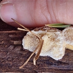 zz flat polypore - white(ish) at Tooma, NSW - 3 Jul 2025 02:16 PM