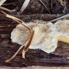 zz flat polypore - white(ish) at Tooma, NSW - 3 Jul 2025 02:16 PM