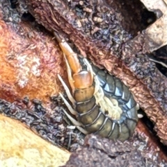 Unverified Insect at Depot Beach, NSW - 5 Jul 2025 by JW