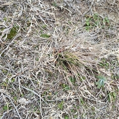 Poa labillardierei at Belconnen, ACT - Today by rbannister