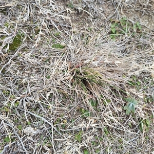 Poa labillardierei at Belconnen, ACT - Today by rbannister