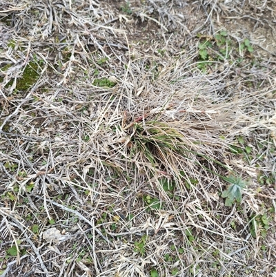 Poa labillardierei at Belconnen, ACT - Today by rbannister