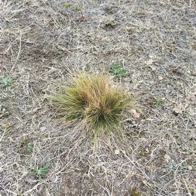 Nassella trichotoma at Belconnen, ACT - Today by rbannister