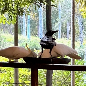 Corvus orru at Chapel Hill, QLD - 28 Jun 2025 03:46 PM